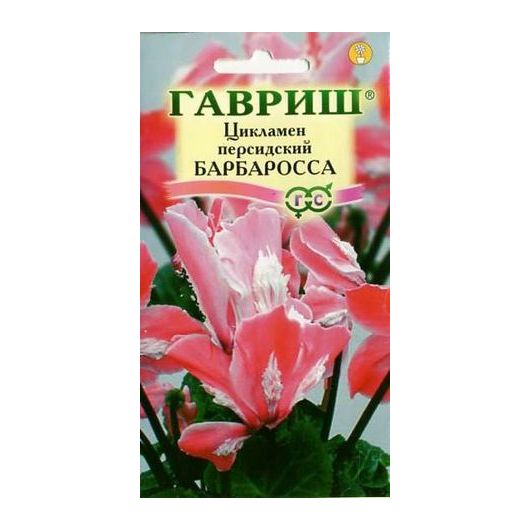 Цикламен Барбаросса персидский* 3 шт.