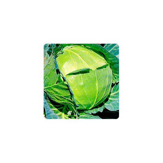 Капуста белокоч. Квартет F1 10,0 г