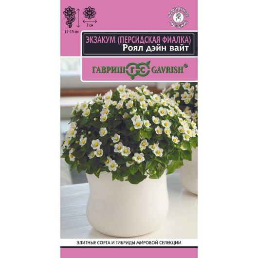 Персидская фиалка (Экзакум) Роял дэйн вайт 4 шт.