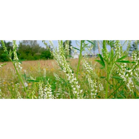 Донник белый Волжанин 1 кг, изображение 2