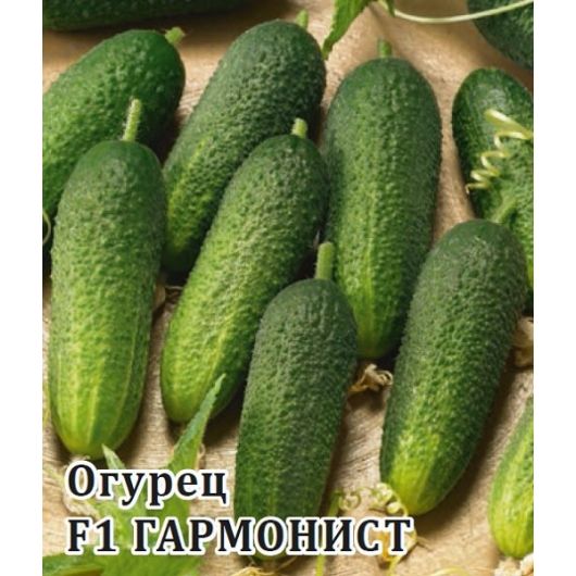 Огурец Гармонист F1 250 шт. корнишон