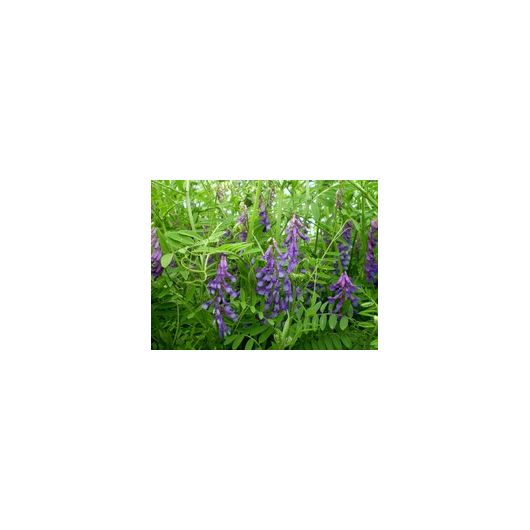 Вика яровая Льговская 22 0,5 кг, изображение 2