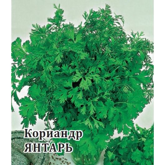 Кориандр Янтарь 25,0 г