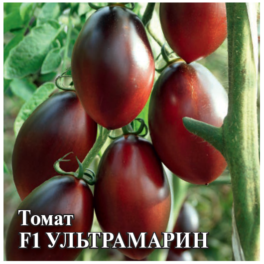 Томат Ультрамарин 100 шт.