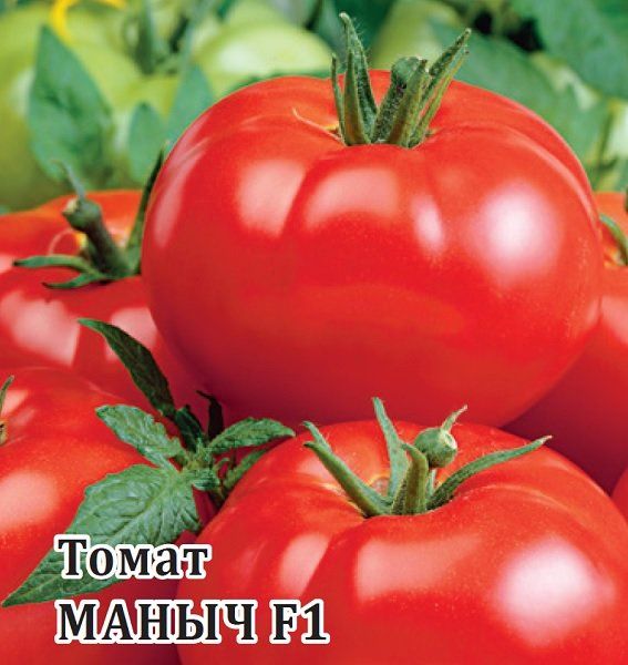 Томат Маныч F1 100 шт.