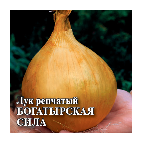 Семена Лук репчатый Богатырская сила 100 г