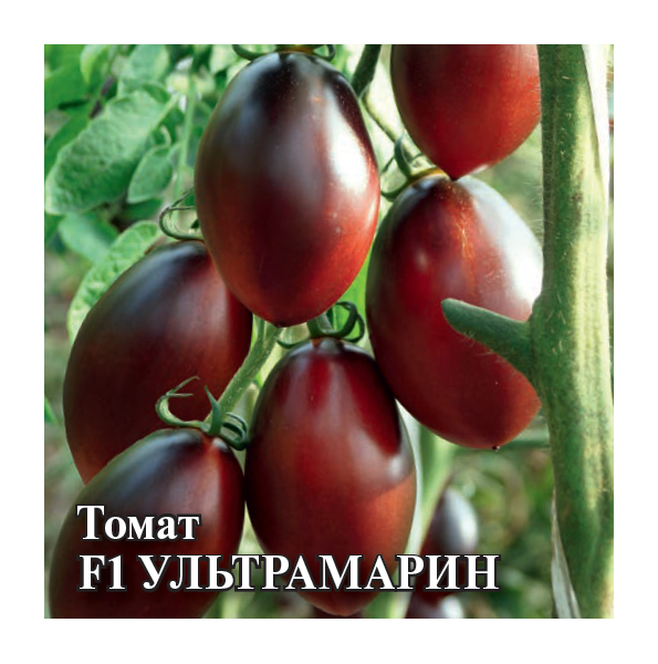 Томат Ультрамарин 25,0 г