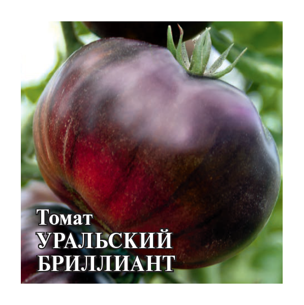 Томат Уральский бриллиант (пурпурно-фиолет. биколор)  F1 100 шт.