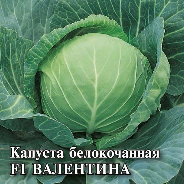 Капуста белокоч. Валентина F1 25,0 г для хранения