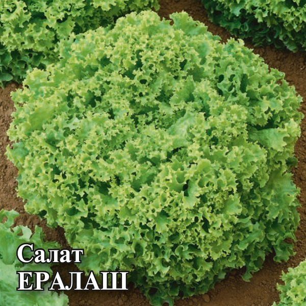 Семена Салат Ералаш 50 г