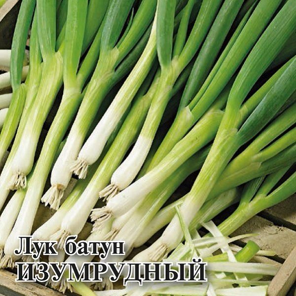 Лук батун Изумрудный, на зелень 50,0 г