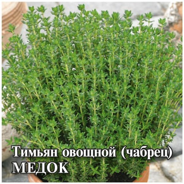 Семена Тимьян ползучий чабрец Медок 5 г