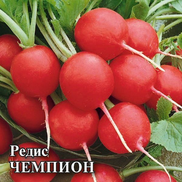 Семена Редис Чемпион 100 г