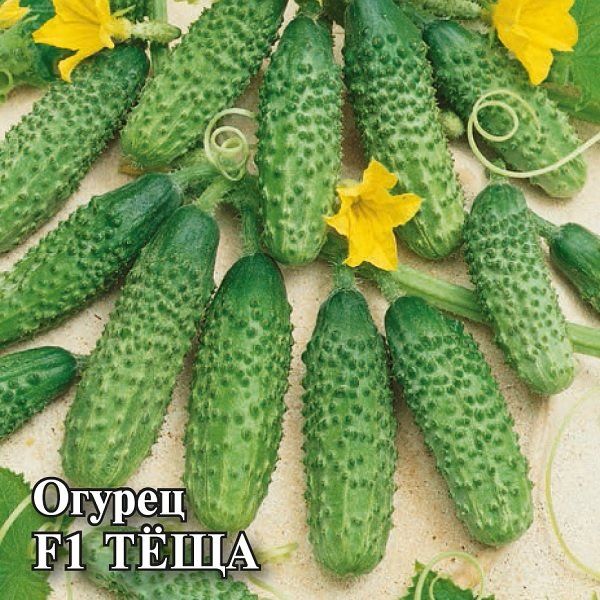 Огурец Теща F1 100 шт. корнишон