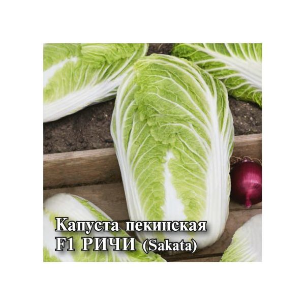 Семена Капуста пекинская Ричи F1 250 шт