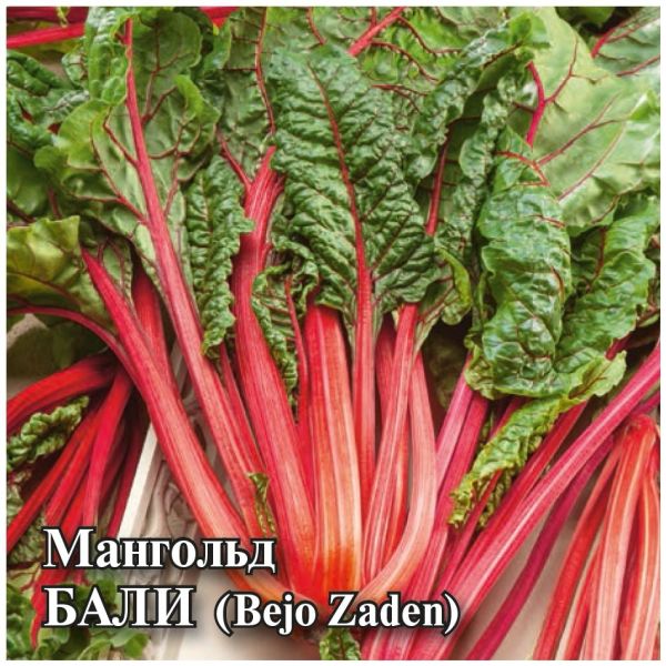 Мангольд Бали 25,0 г (Голландия)
