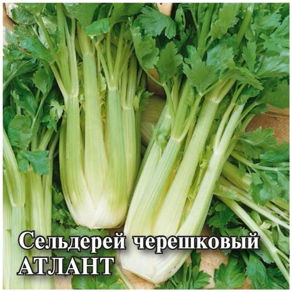 Сельдерей черешковый Атлант 5,0 г