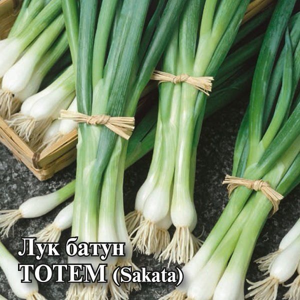 Лук батун Тотем 25 г (Саката)