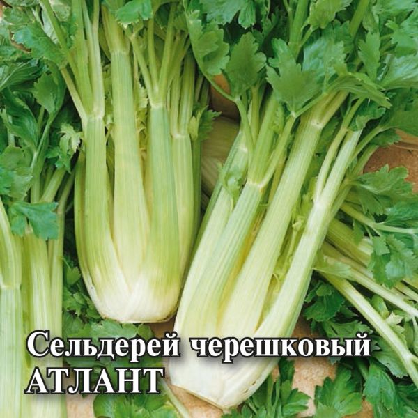 Семена Сельдерей черешковый Атлант 25 г