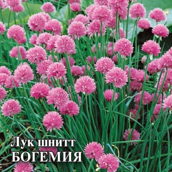 Семена Лук шнитт Богемия 50 г