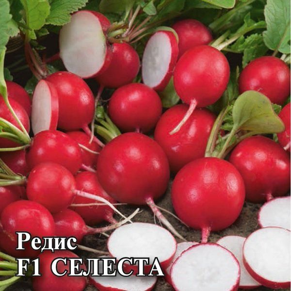 Семена Редис Селеста F1 25 г Голландия