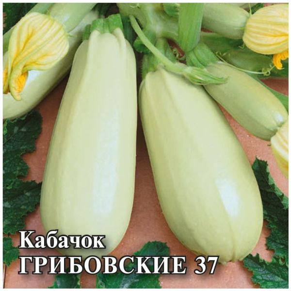 Семена Кабачок Грибовские 37 1 кг