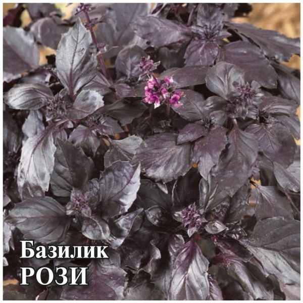 Семена Базилик Рози 50 г Голландия