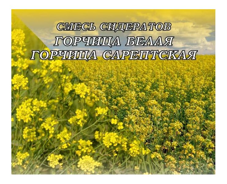Семена Смесь сидератов (горчица белая, горчица сарептская) 0,5 кг